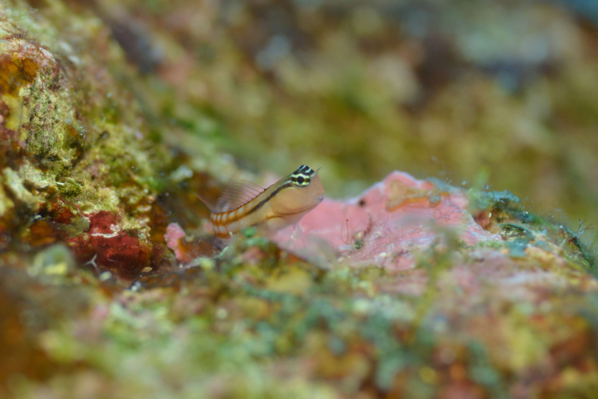 Image of Blackstriped combtooth blenny