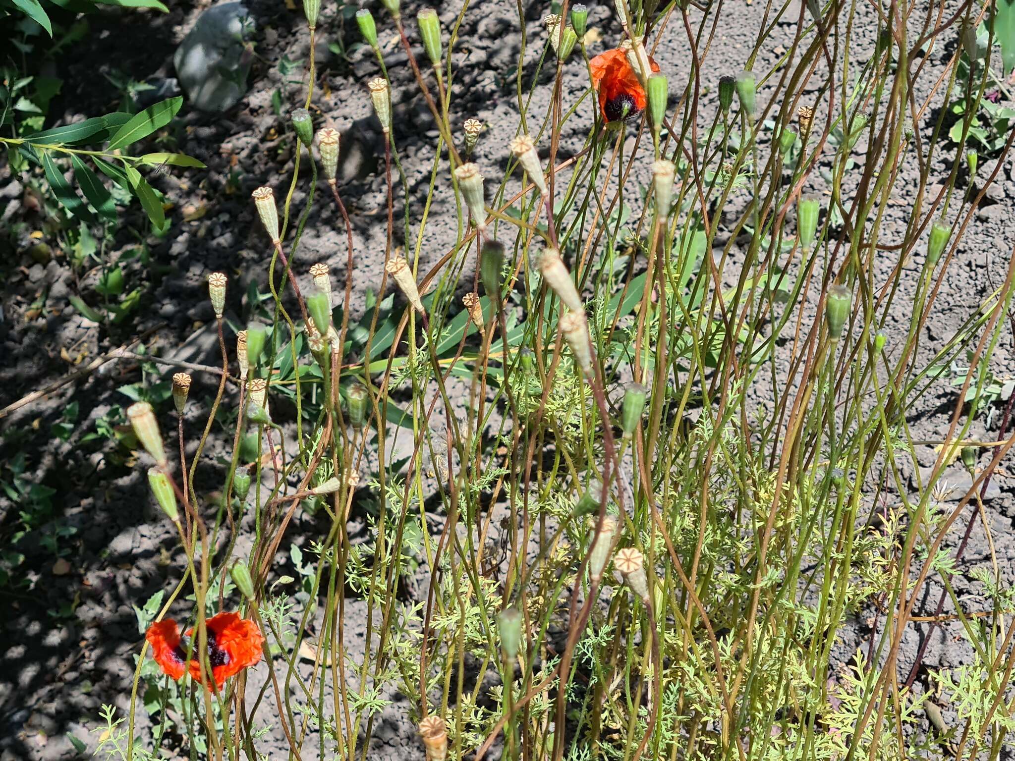 Image of Papaver arenarium M. Bieb.