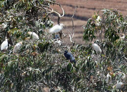 Image of <i>Egretta garzetta dimorpha</i>