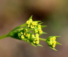 Bupleurum brachiatum C. Koch ex Boiss. resmi