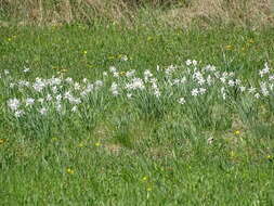 Narcissus poeticus subsp. radiiflorus (Salisb.) Baker的圖片