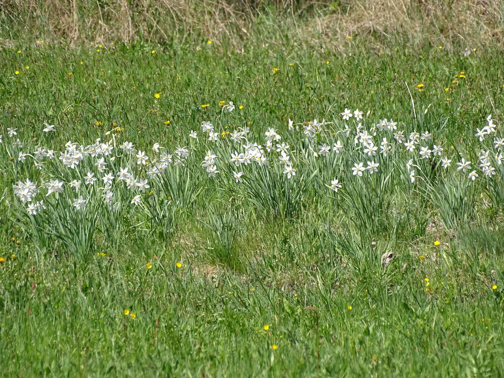 Imagem de Narcissus poeticus subsp. radiiflorus (Salisb.) Baker