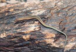 Image of Aurelio’s rock lizard