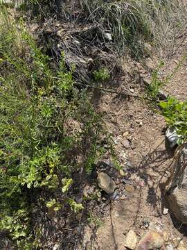 Plancia ëd Lobostemon paniculatus (Thunb.) Buek