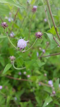 Image of Chromolaena sagittata (A. Gray) R. King & H. Rob.