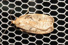 Image of Mountain Beech Flat Moth