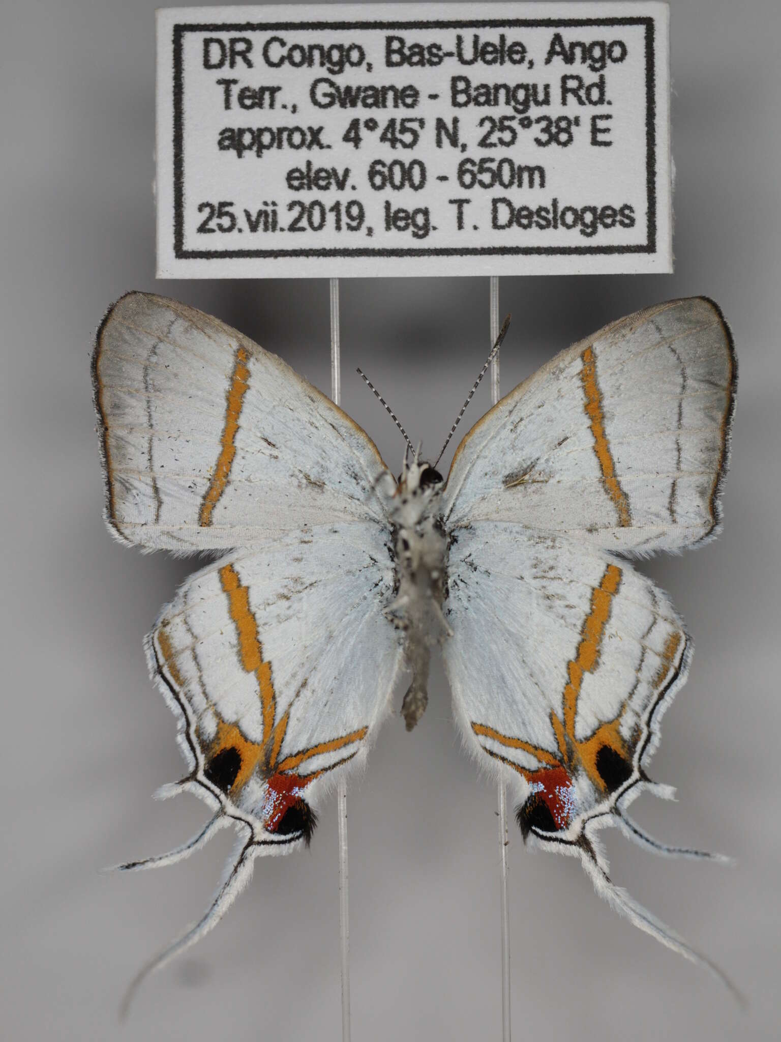 Слика од Hypolycaena liara H. H. Druce 1890