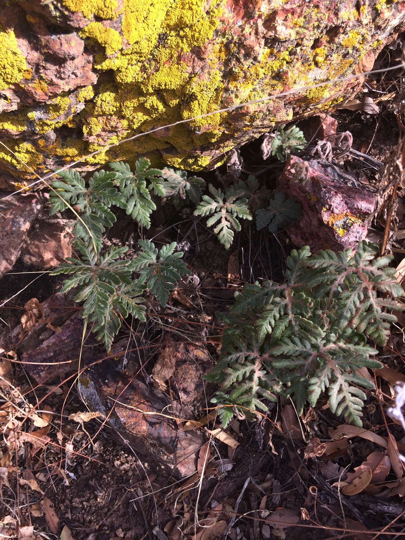 Image of bommeria fern