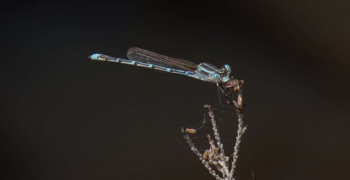 Image of Austrolestes aridus (Tillyard 1908)