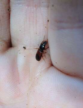 Image of Clivina (Clivina) basalis Chaudoir 1843