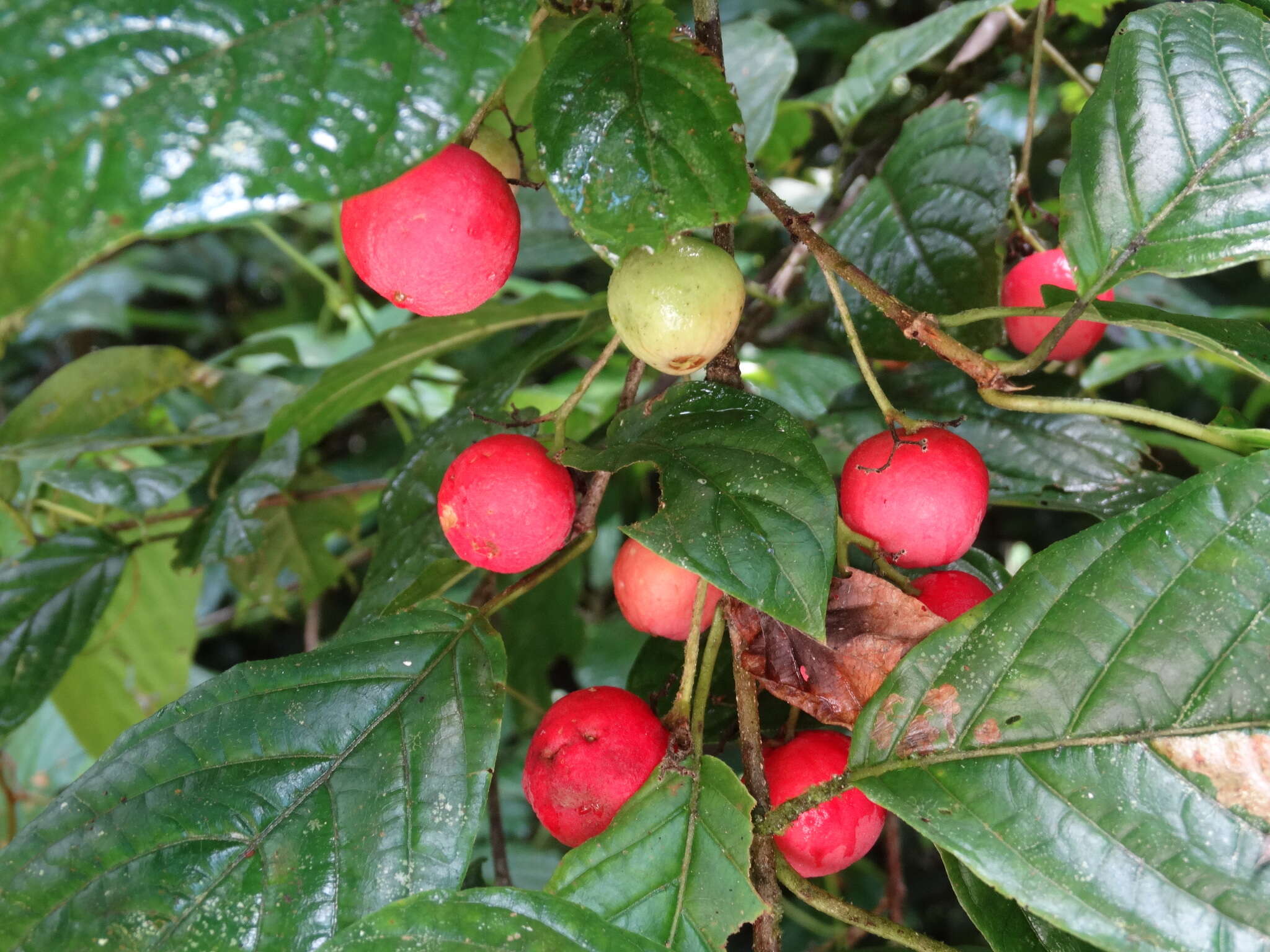 Image of Guettarda foliacea Standl.