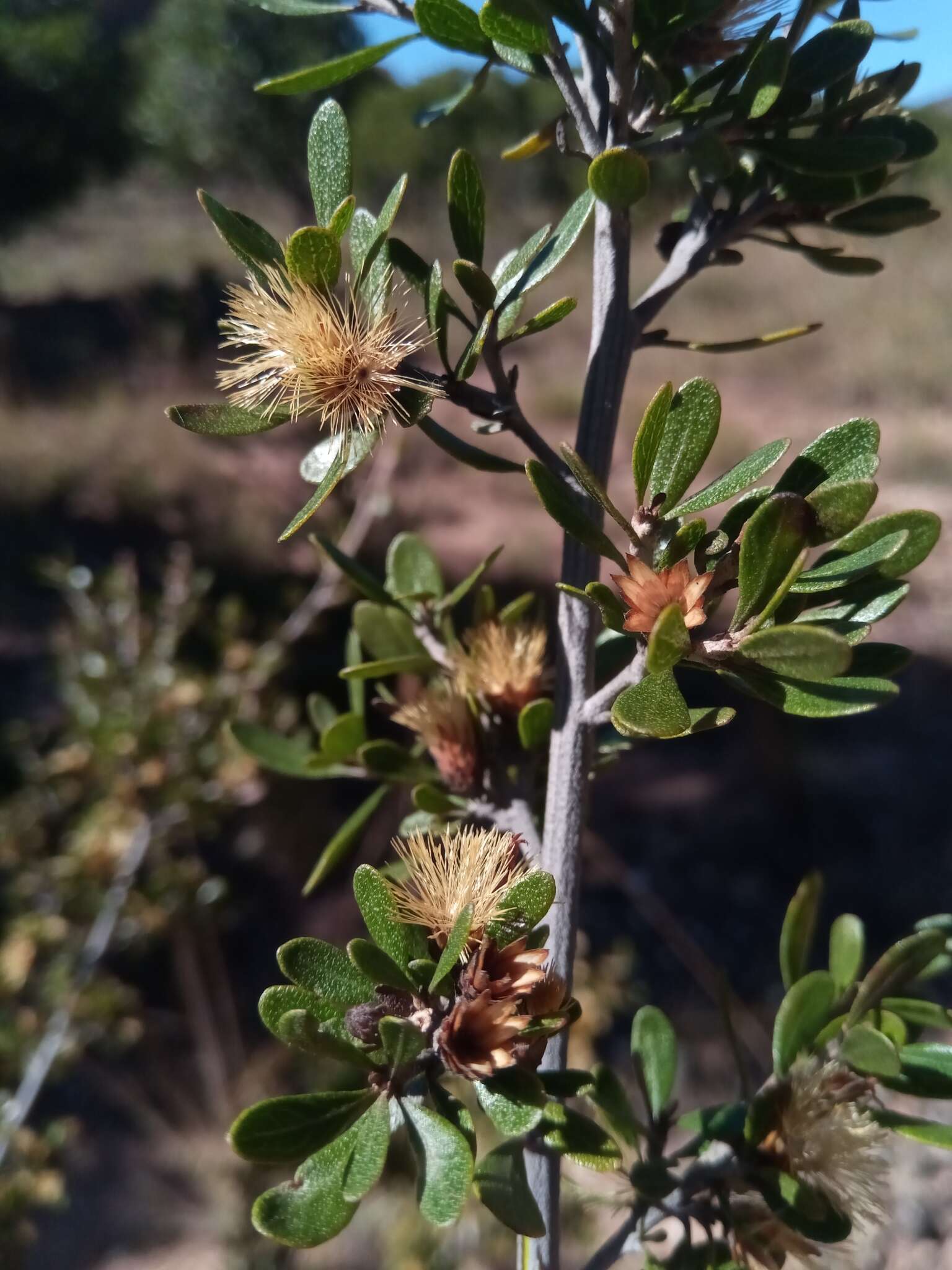 Image of Distephanus polygalifolius (Less.) H. Rob. & B. Kahn