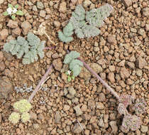 صورة Lomatium ravenii var. paiutense K. M. Carlson & Mansfield