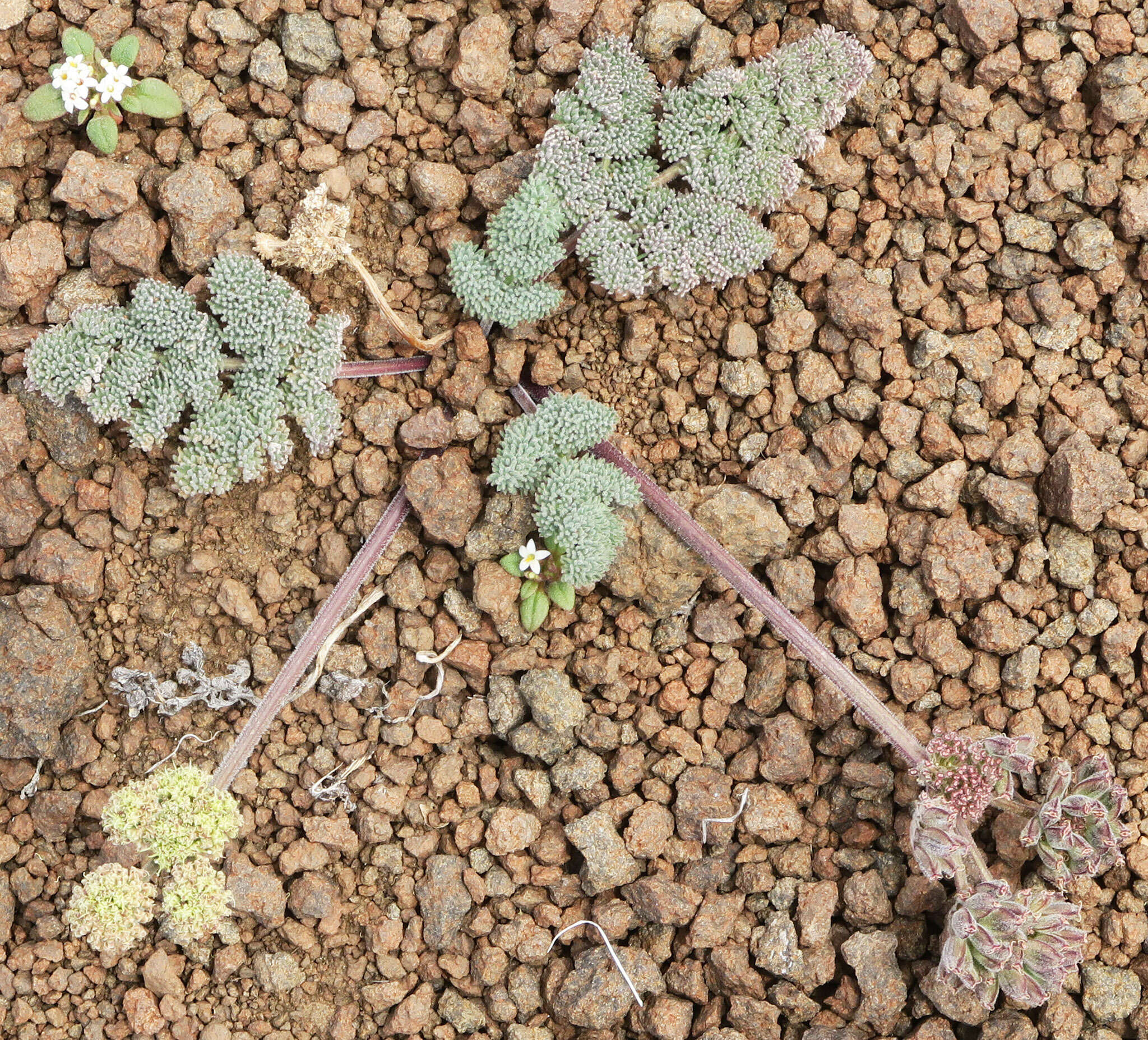 صورة Lomatium ravenii var. paiutense K. M. Carlson & Mansfield