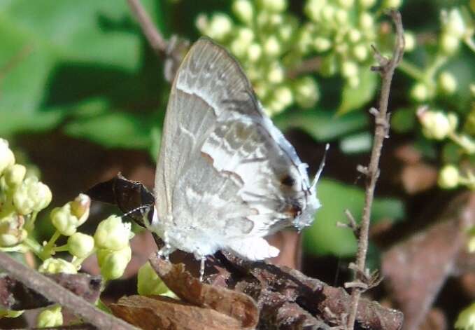 Image of White Scrub-Hairstreak