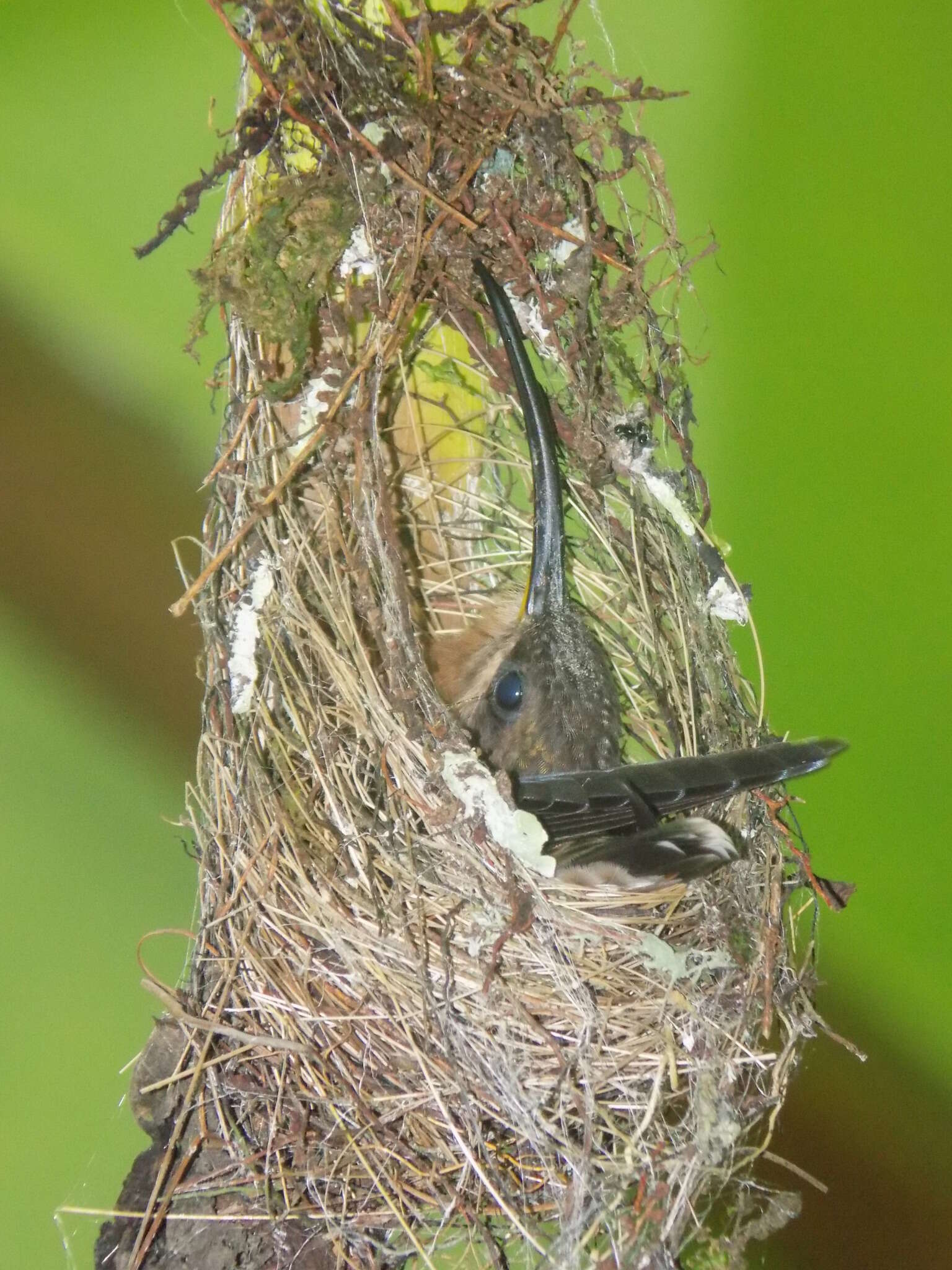 Image of Stripe-throated Hermit