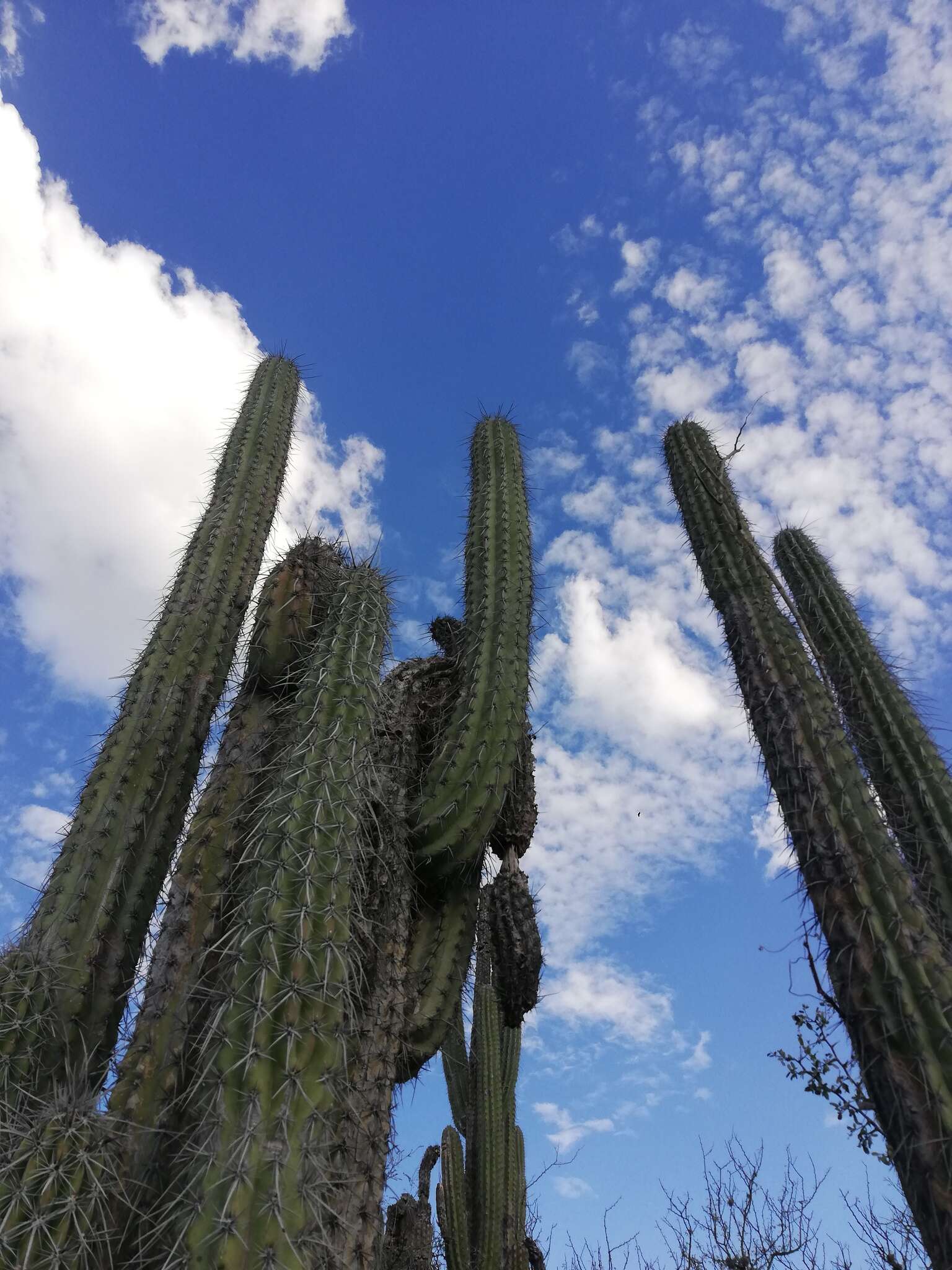 Image of Pachycereus hollianus (F. A. C. Weber) Buxb.