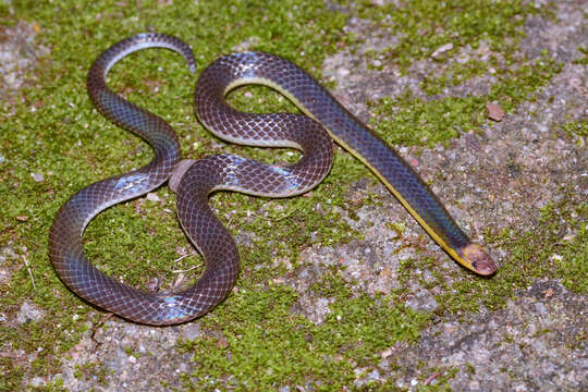 Image of Red-headed Reed Snake
