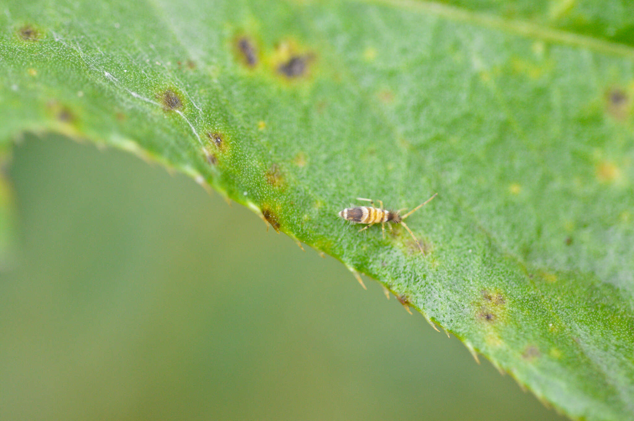 Image of Entomobrya superba (Reuter & OM 1876)