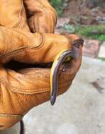 Image of California legless lizard