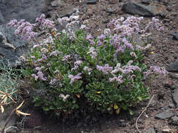 Limonium pectinatum (Ait.) Kuntze resmi