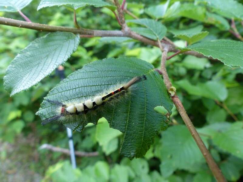 <i>Orgyia leucostigma</i> var. <i>intermedia</i> Fitch的圖片