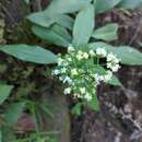 Image of Dimetia scandens (Roxb.) R. J. Wang