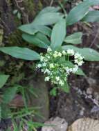 Image of Dimetia scandens (Roxb.) R. J. Wang