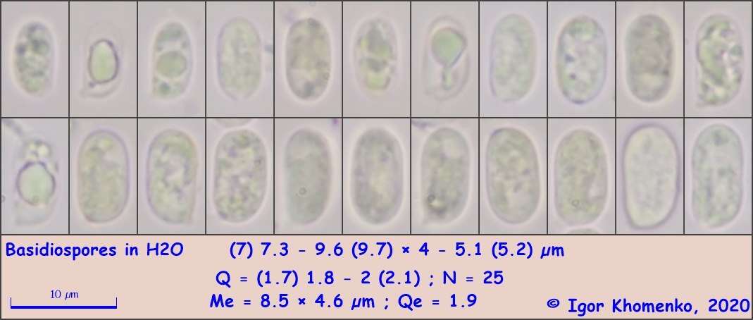 Image de Merismodes anomala (Pers.) Singer 1975