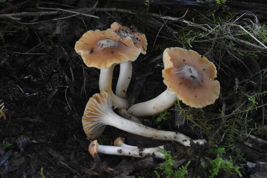 Слика од Hygrocybe austropratensis A. M. Young 1999