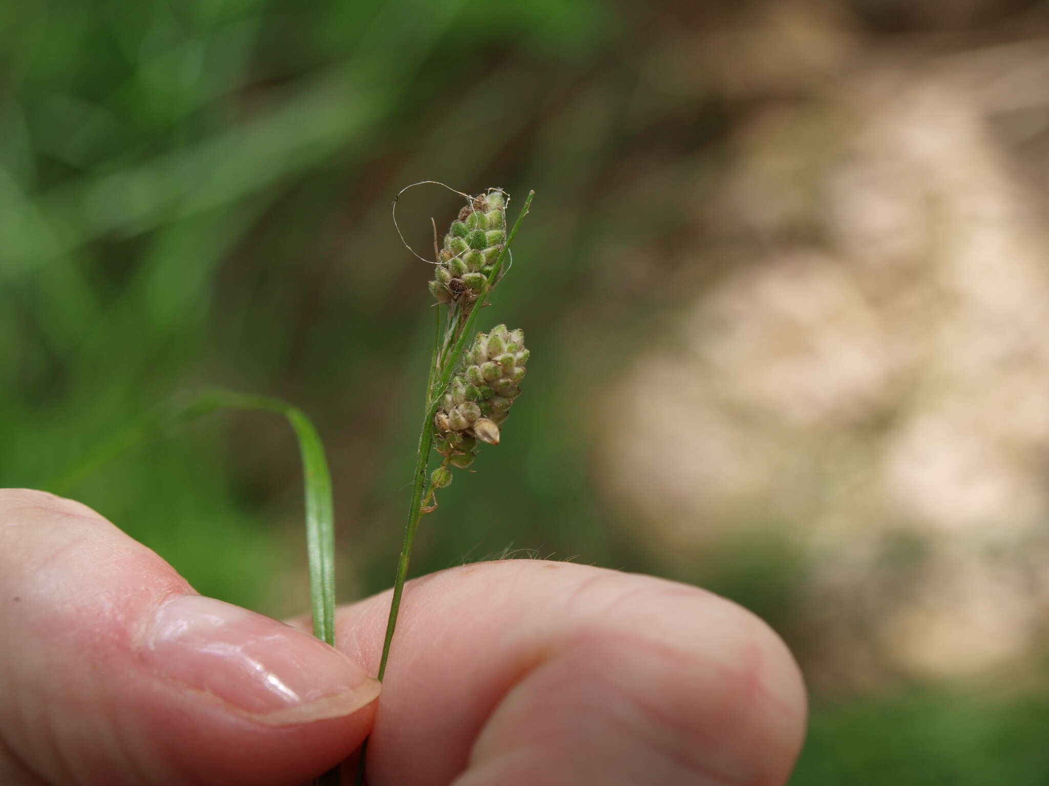 Image of Swan's sedge