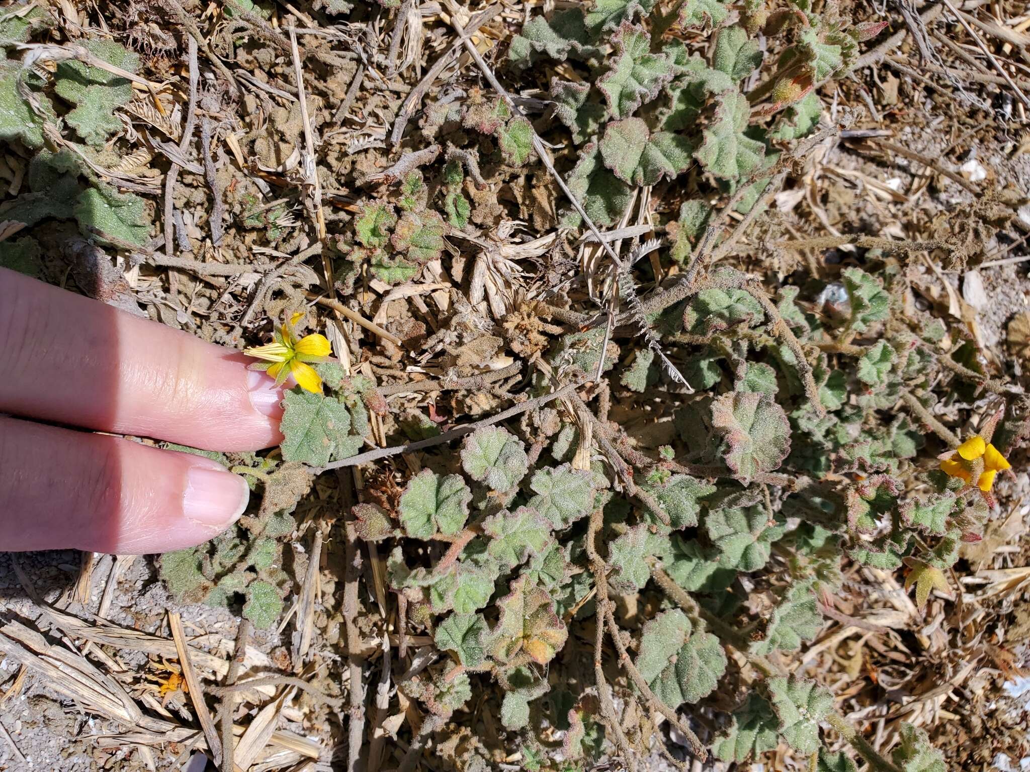 Image of Hermannia palmeri Rose