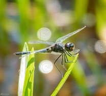 Слика од Celithemis verna Pritchard 1935