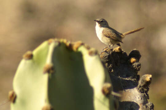 Image of Cactus Canastero