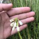 Image de Eulophia aculeata (L. fil.) Spreng.