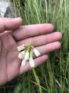 Image of Eulophia aculeata (L. fil.) Spreng.