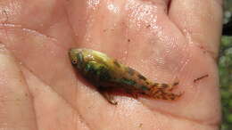 Image of peppered corydoras