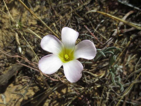 Image of <i>Oxalis <i>flava</i></i> var. flava