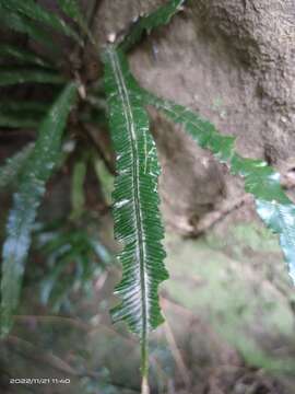 Plancia ëd Lomariopsis boninensis Nakai