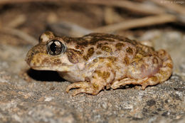Image of Betic midwife toad