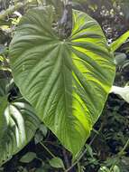 Image of Anthurium formosum Schott