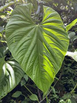 Imagem de Anthurium formosum Schott