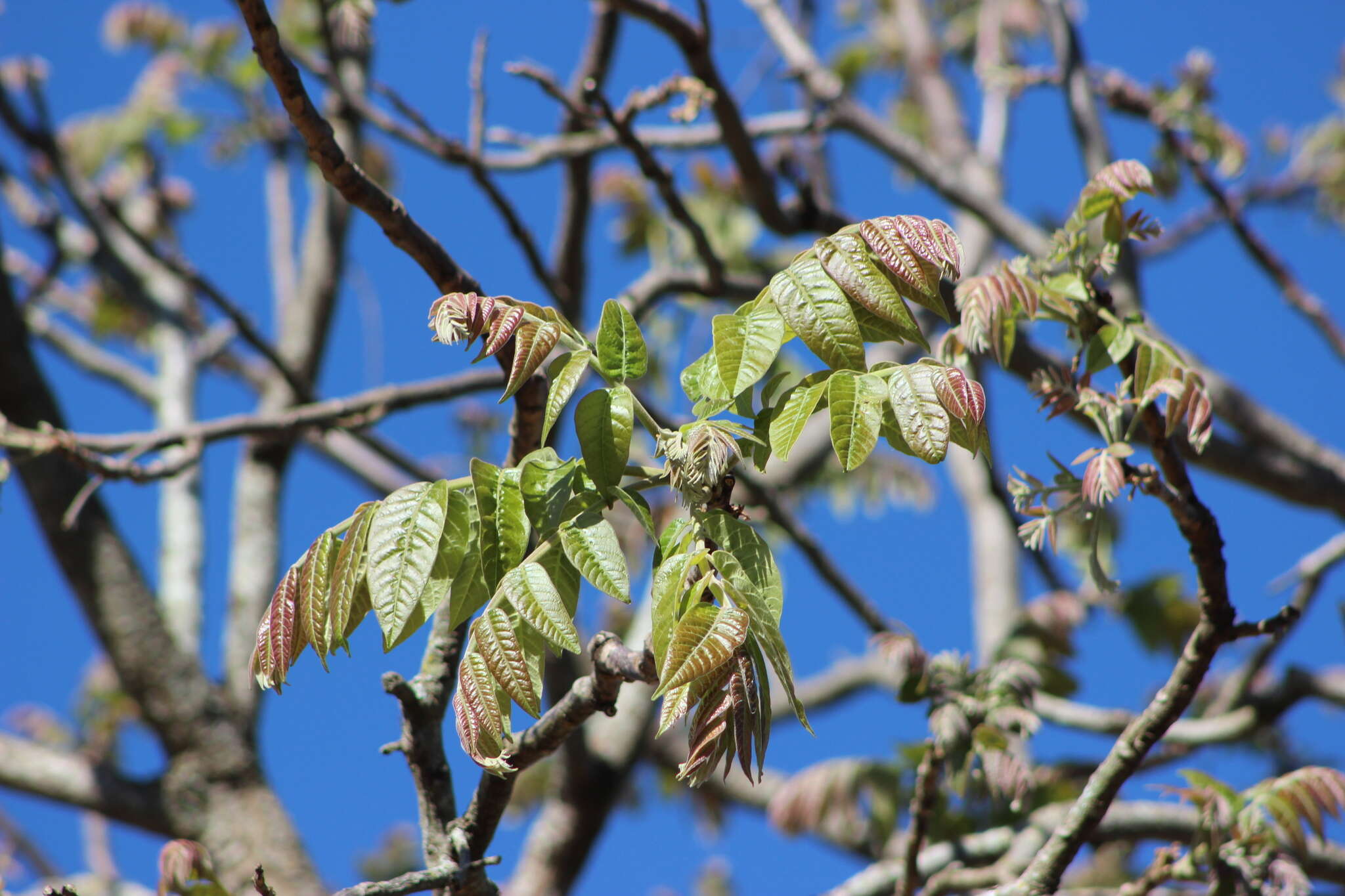 Image of Cedar