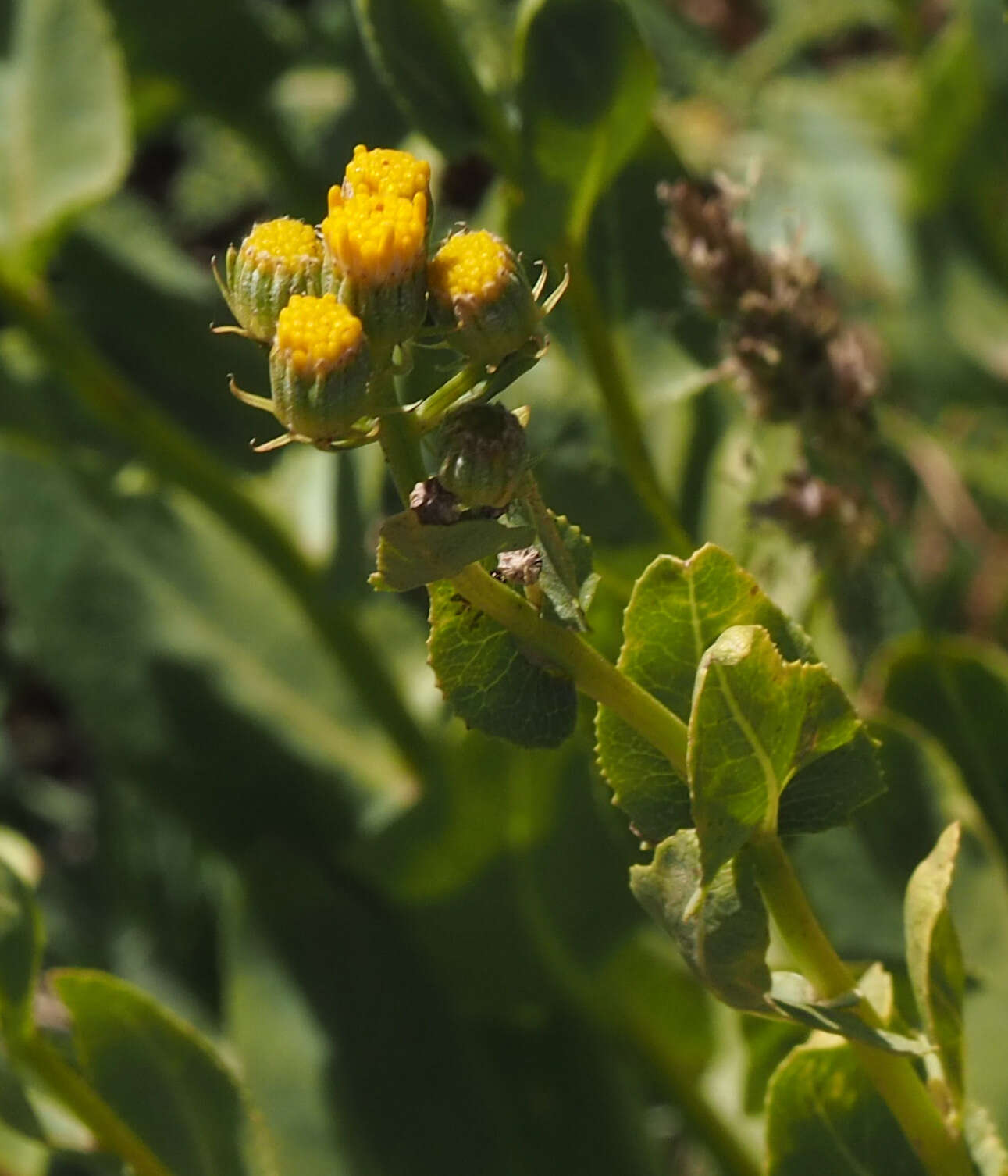 Image of Senecio doriiformis DC.