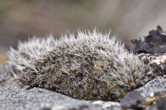 Image of coscinodon moss