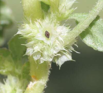 Image de Amaranthus undulatus R. Br.