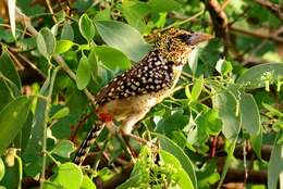 Image of D'Arnaud's Barbet