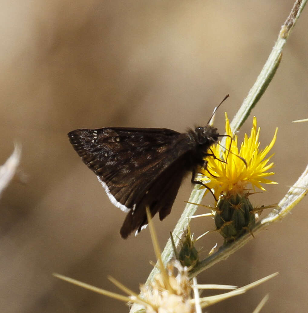 Image of Mournful Duskywing