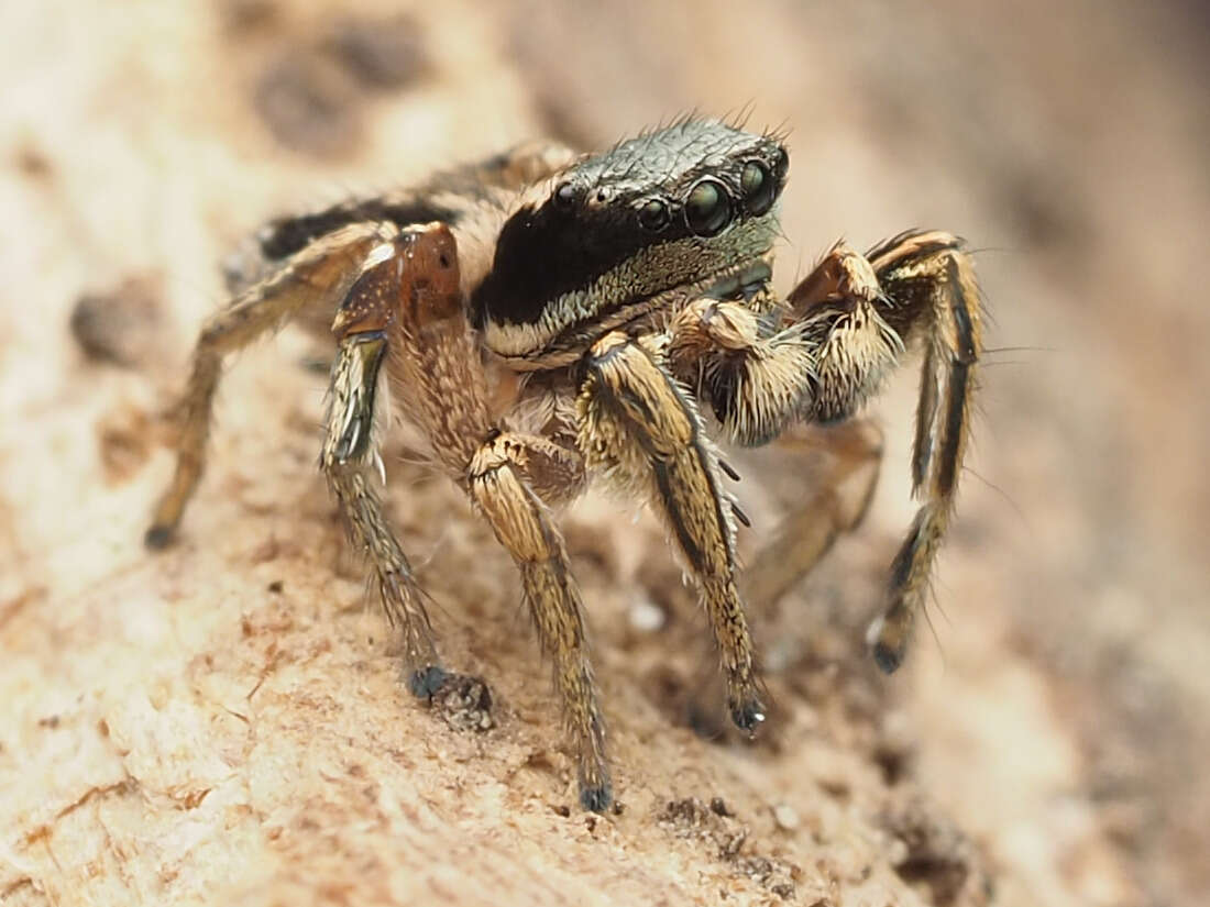 Image of Habronattus mexicanus (Peckham & Peckham 1896)