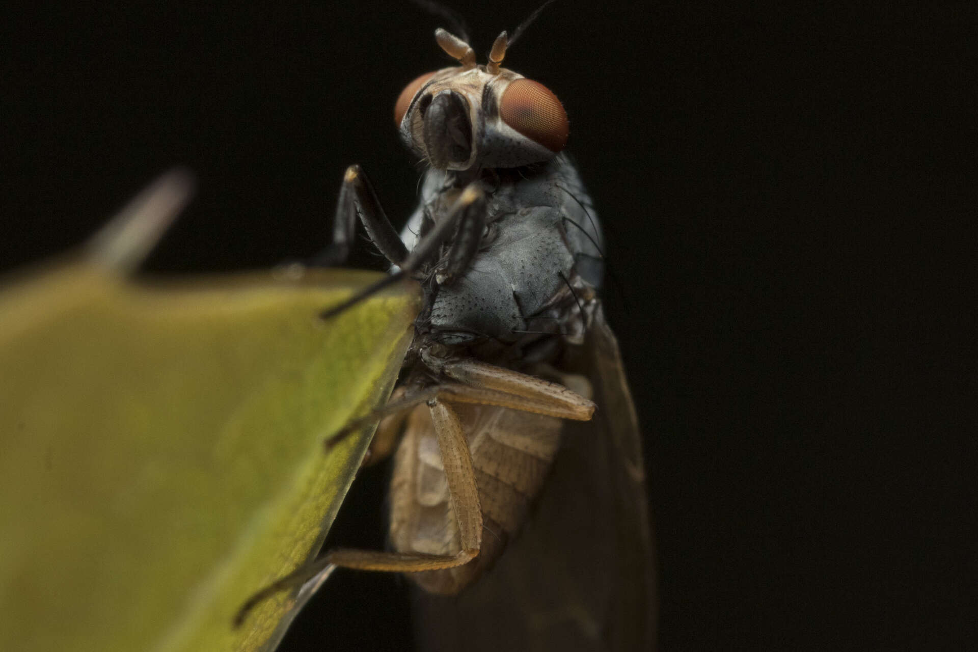 Minettia lupulina (Fabricius 1787)的圖片